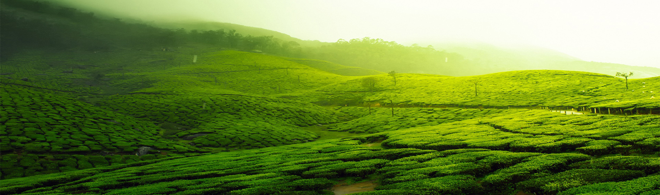 tea-exporters-sri-lanka-2